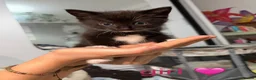Mixed Breed cats for sale: 3 beautiful kittens for sale  in Mansfield - Advert 4