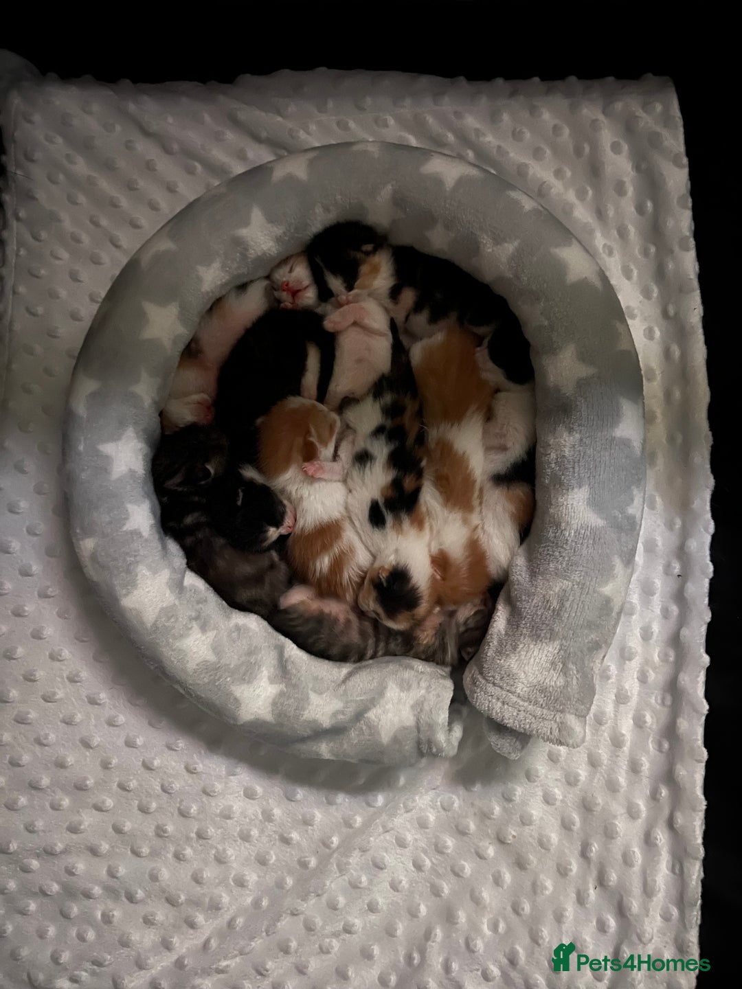 Domestic Shorthair cats for sale: Litter of 9 Beautiful Kittens - Image 11
