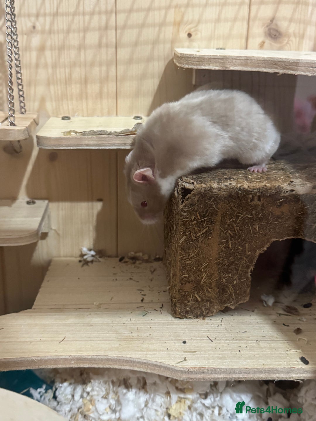 Hamster rodents for sale: Hamster and cage   - Advert 3