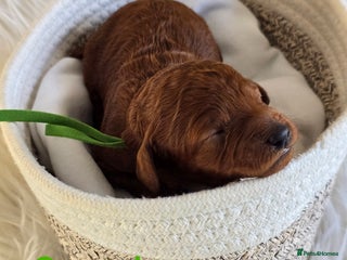 Cavapoo dogs - Advert 11