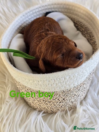 Cavapoo dogs - Advert 4