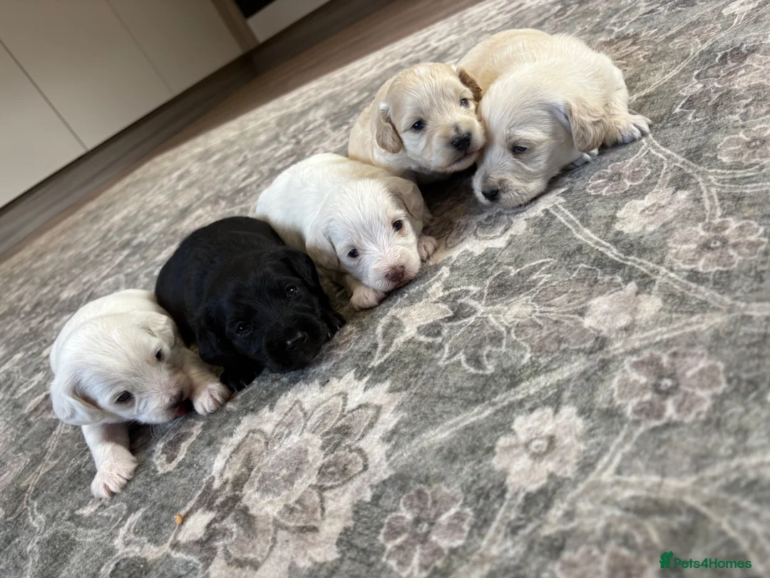 Doxiepoo dogs for sale: Doxiepoo puppies  - Advert 1