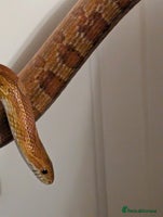 Corn Snake reptiles Mix of beautiful colourful corn snakes for sale - Advert 2