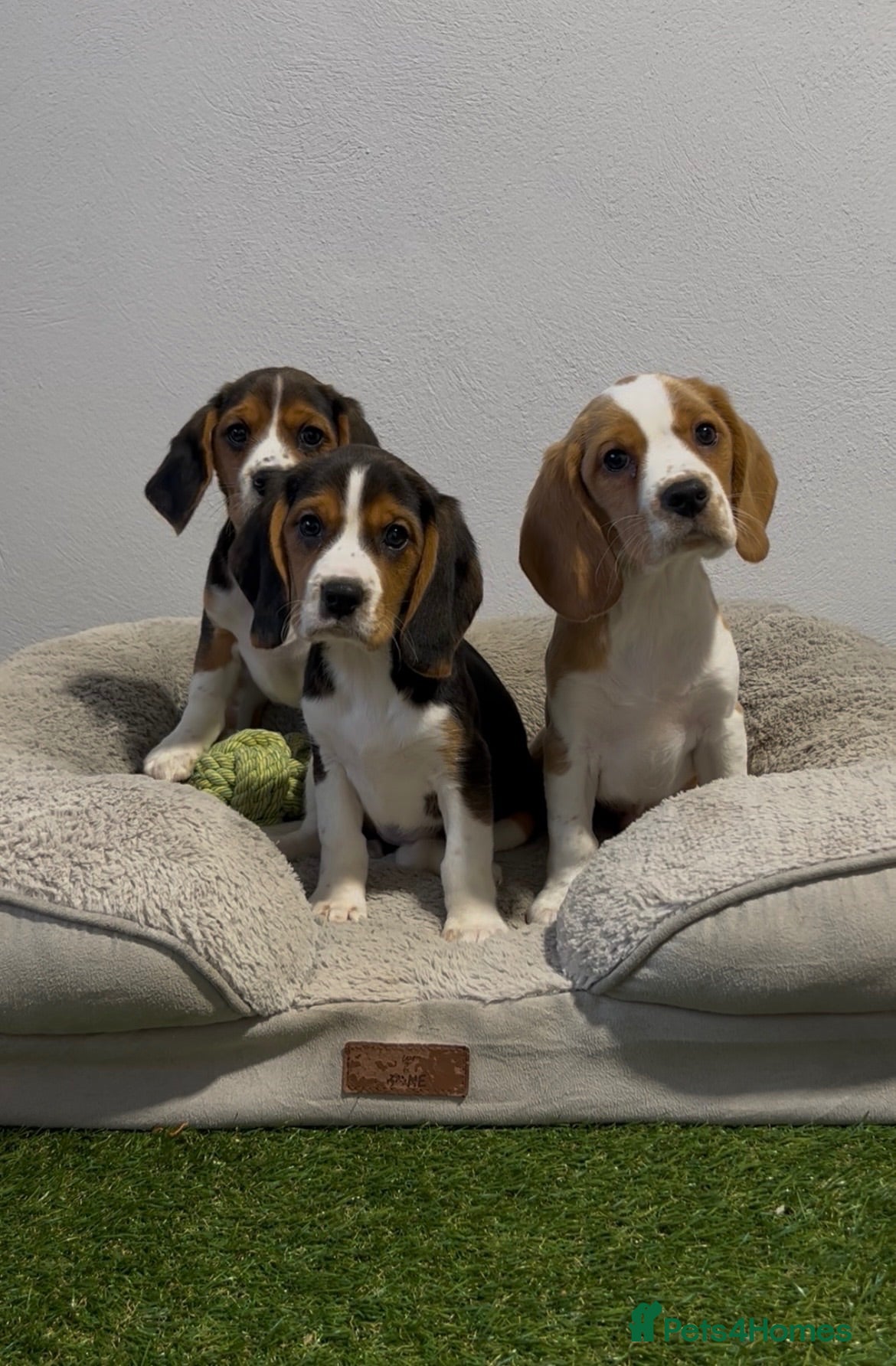 Beagle dogs Extensively DNA tested puppies.  - Advert 1