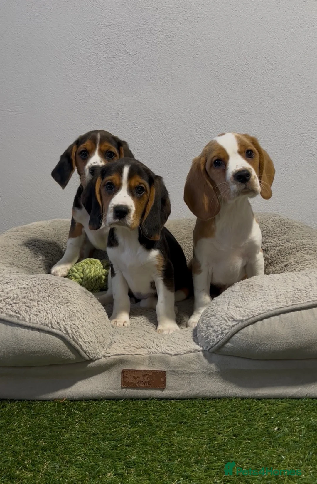 Beagle dogs for sale: Extensively DNA tested puppies.  - Advert 1