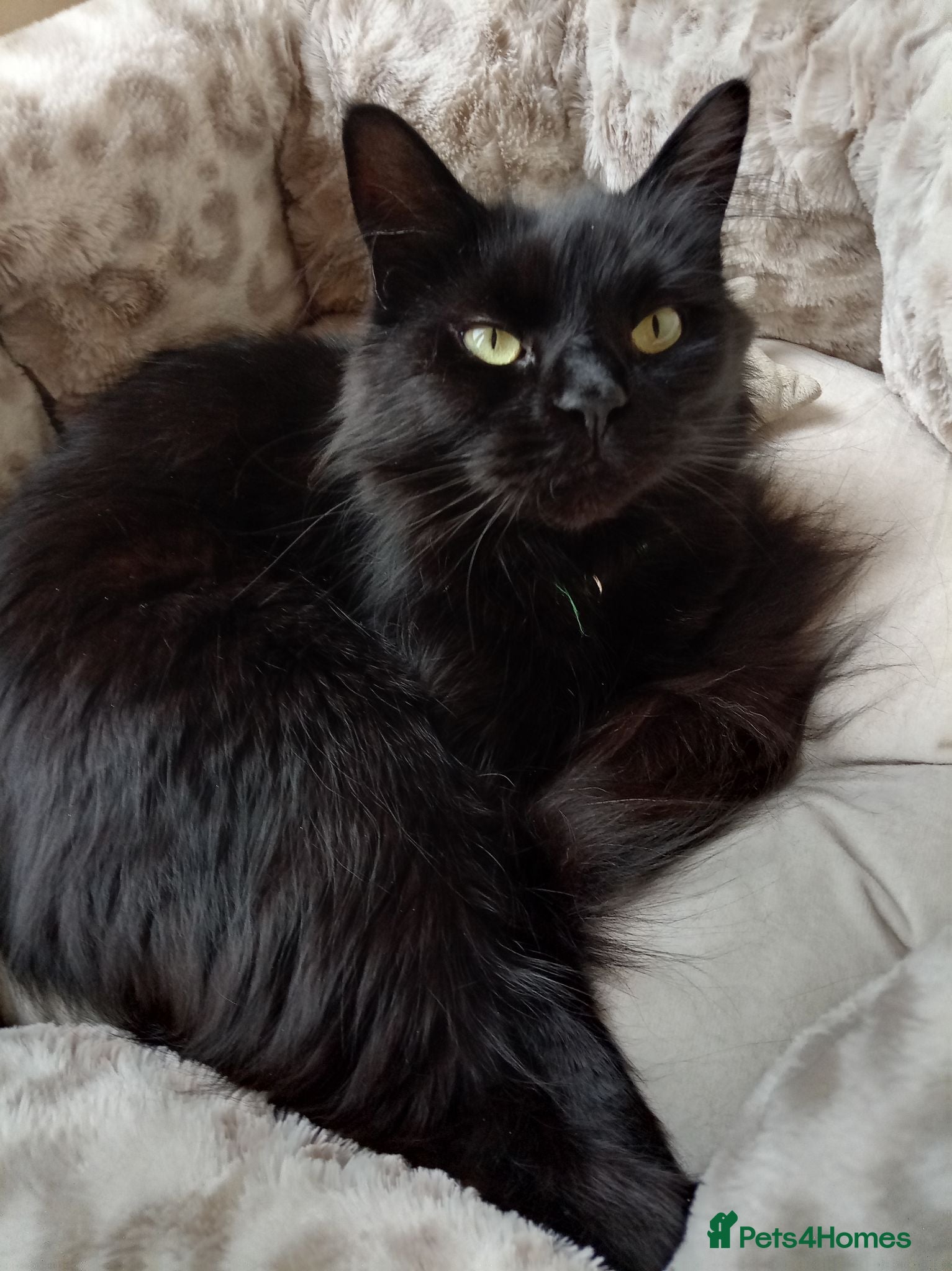 Mixed Breed cats Beautiful female half Maine Coon cat - Advert 1