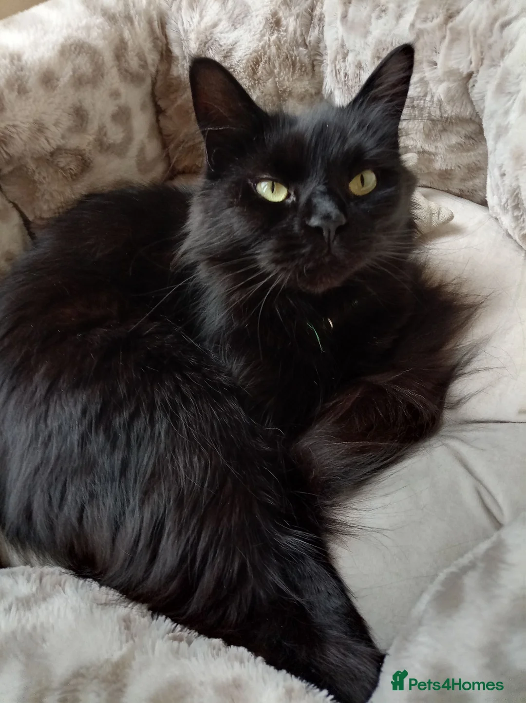 Mixed Breed cats for sale: Beautiful female half Maine Coon cat - Advert 1