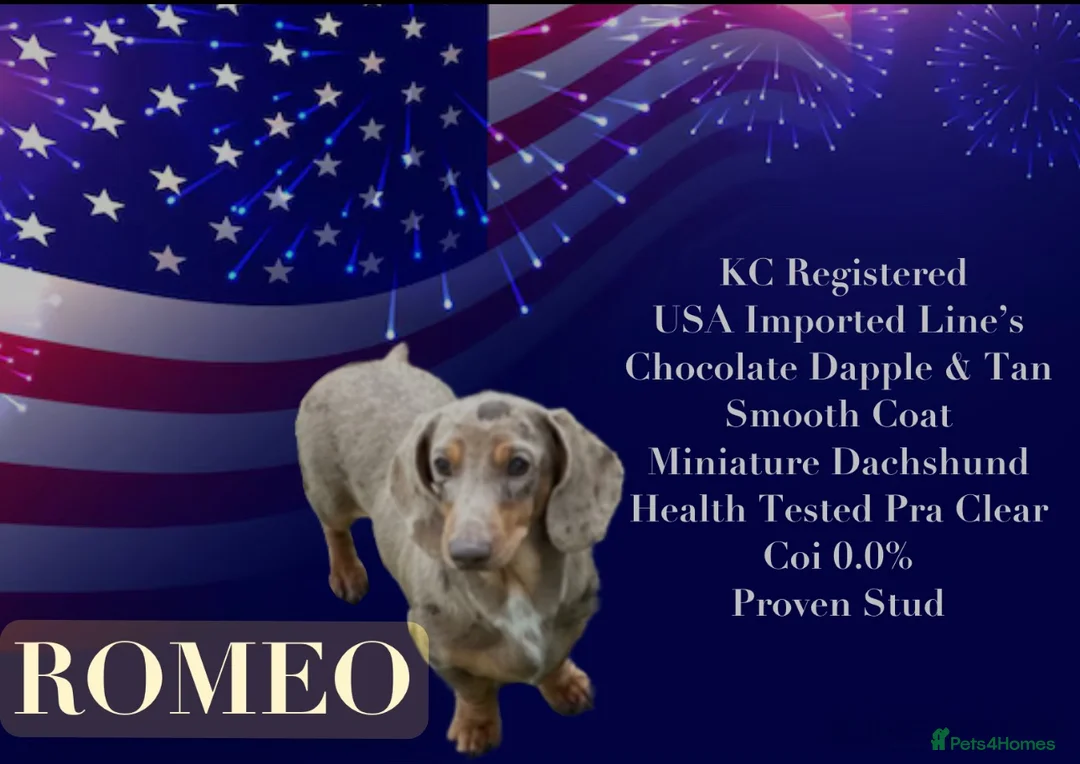 Miniature Dachshund dogs for sale: Miniature Dachshund Puppies - Advert 2