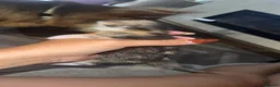 Mixed Breed cats for sale: Beautiful Kittens - Advert 3