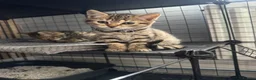 Bengal cats for sale: Stunning beautiful natured bengal cross kittens - Advert 29