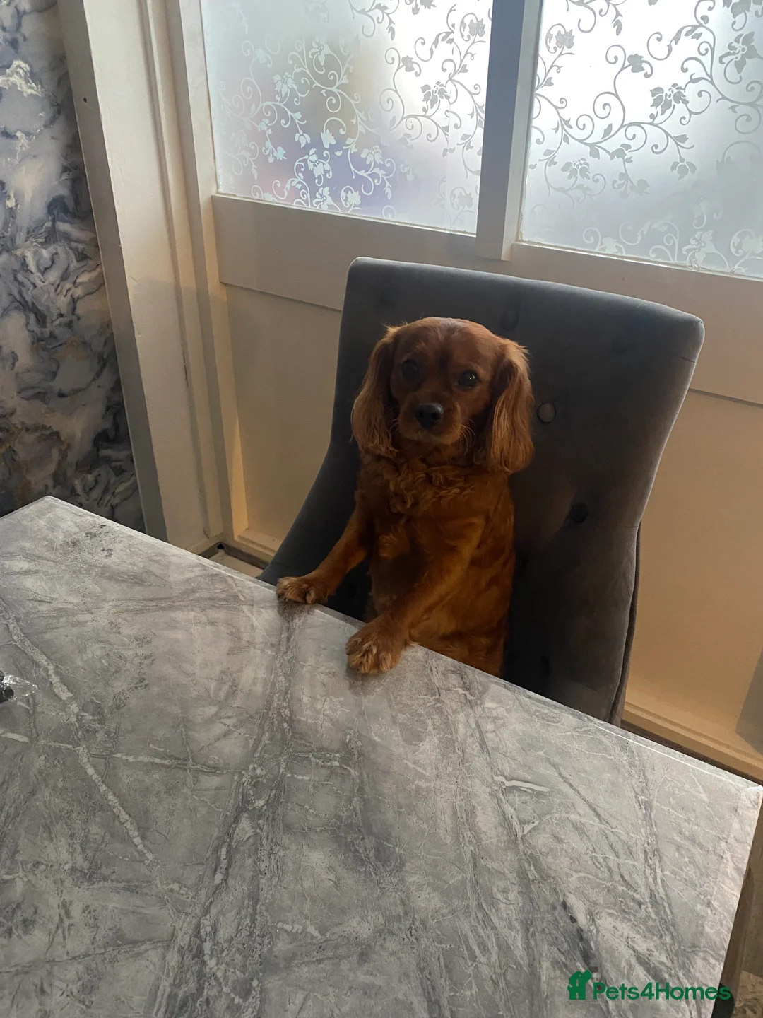 Cavapoo dogs for stud: Proven, experienced Ruby red cavapoo for studding in Liverpool - Advert 10