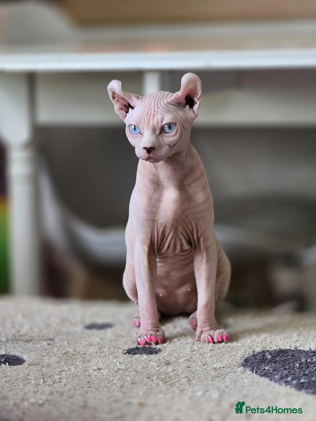 Sphynx cats for sale: Gorgeous Elf ear Sphynx boy - Advert 1