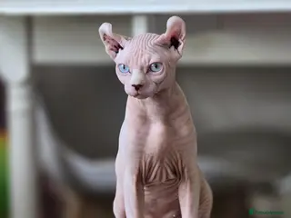 Sphynx cats Gorgeous Elf ear Sphynx boy - Advert 5