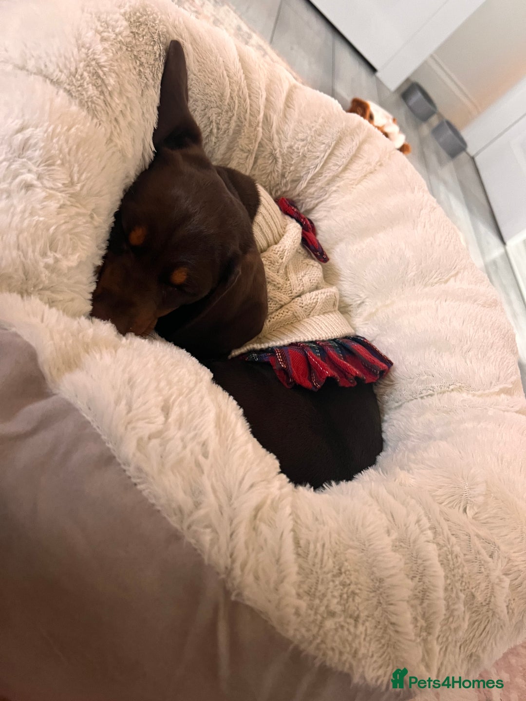 Dachshund dogs for sale: Adorable 12-Week-Old Brown & Tan Dachshund - Advert 4