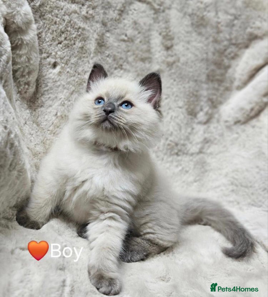 Ragdoll cats for sale: Beautiful Ragdoll Kittens  - Advert 5