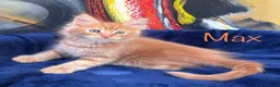 Maine Coon cats for sale: Beautiful Maine Coon Kittens-Ready Soon - Advert 24