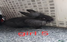 Lionhead rabbits for sale: 5 beautiful lionhead female babies - Image 20