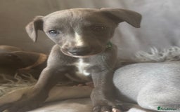 Whippet dogs for sale: Beautiful KC Reg Blue Whippet puppies - Image 7