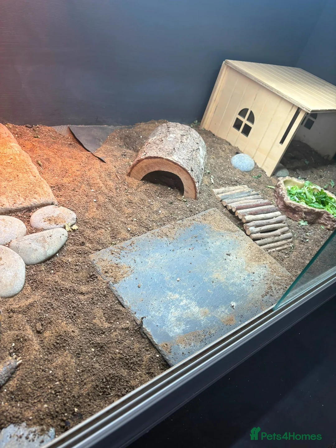 Tortoise reptiles for sale: Horsefield tortoise in Gateshead - Advert 2