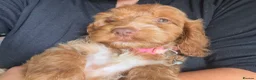 Cockapoo dogs for sale: F1 Cute Fluffy Pups ready to Go Home  - Advert 22