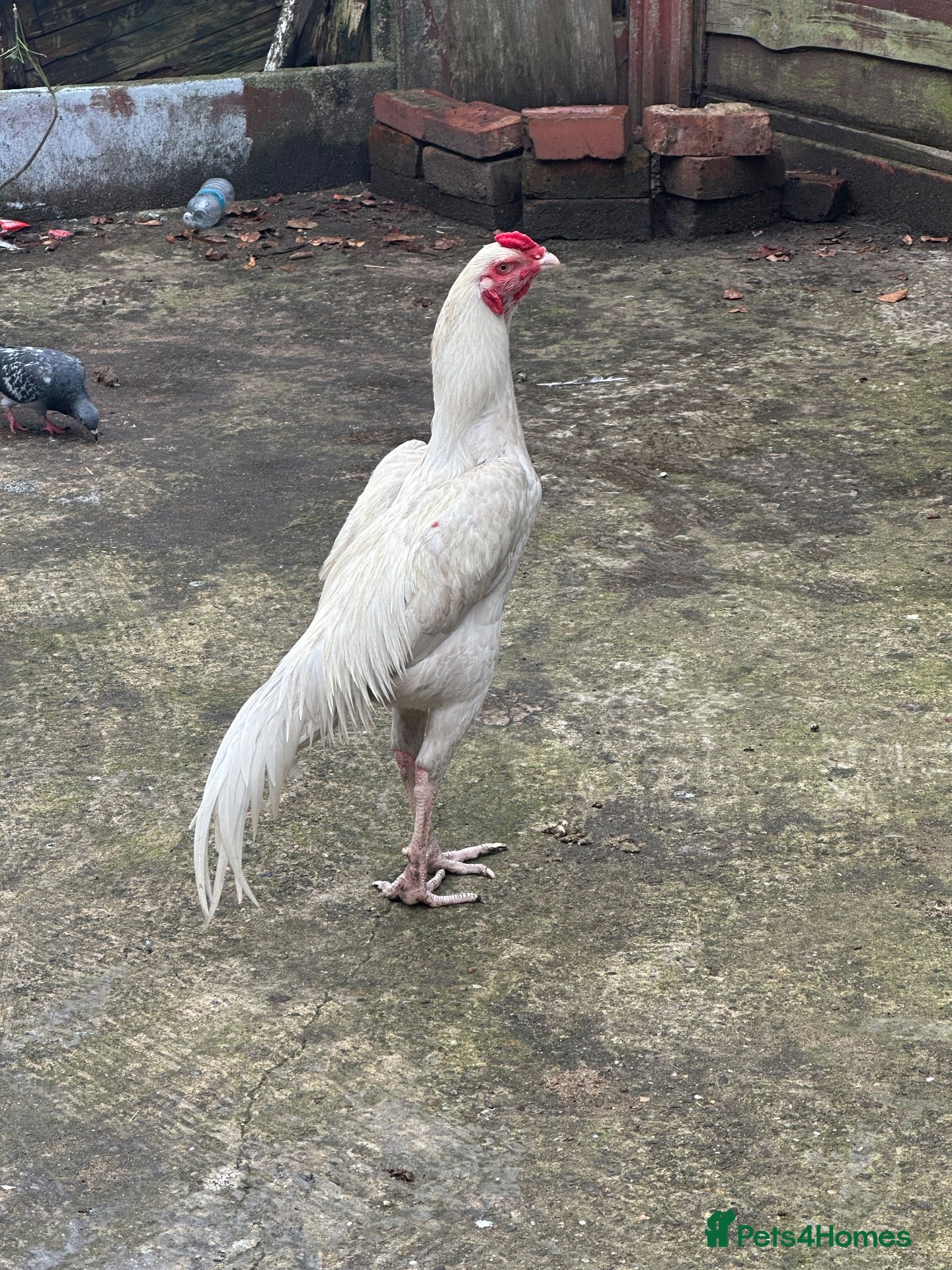 Mixed Breed poultry Aseel - Advert 10
