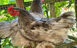 Cockatiels birds for sale: PEKIN BANTAM COCKERELS X2 - Image 2