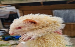 Ferret rodents for sale: Ferret kits mixed litter  - Image 4