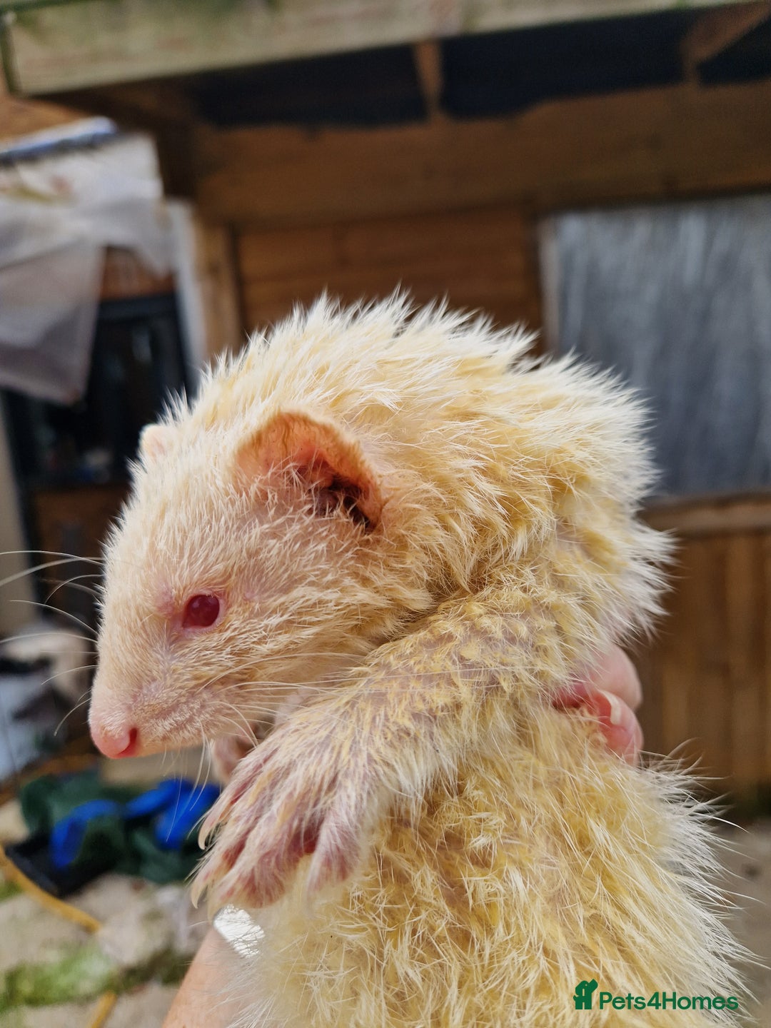 Ferret rodents for sale: Ferret kits mixed litter  - Image 4