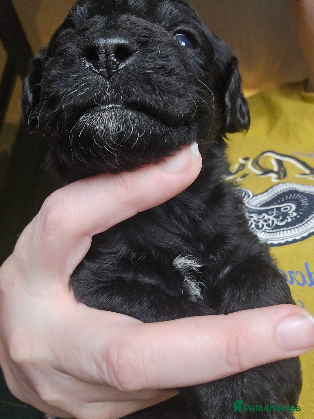 Labradoodle dogs for sale: Ready to go! gorgeous Teddy-Labradoodles - Advert 25