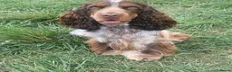 Cocker Spaniel dogs for sale: Outstanding litter  - Advert 3