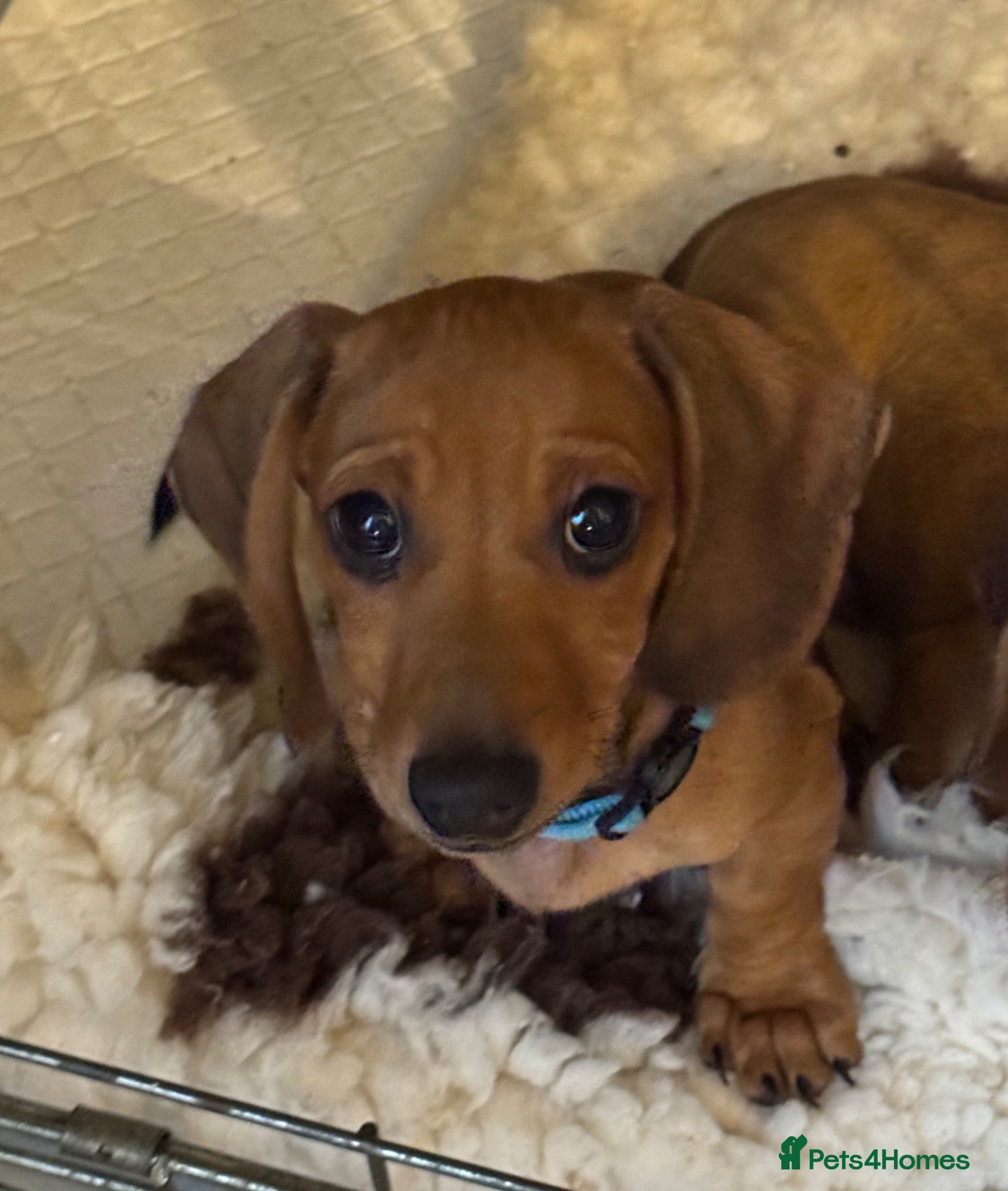 Miniature Dachshund dogs Miniature Dachshunds  - Advert 1