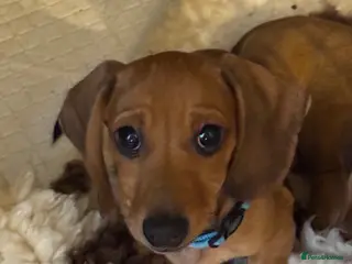 Miniature Dachshund dogs Miniature Dachshunds - Advert 3