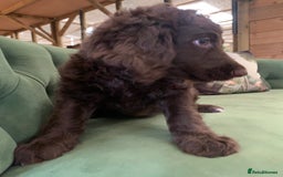 Bernedoodle dogs for sale: Standard Bernedoodle Girls Available  - Image 6