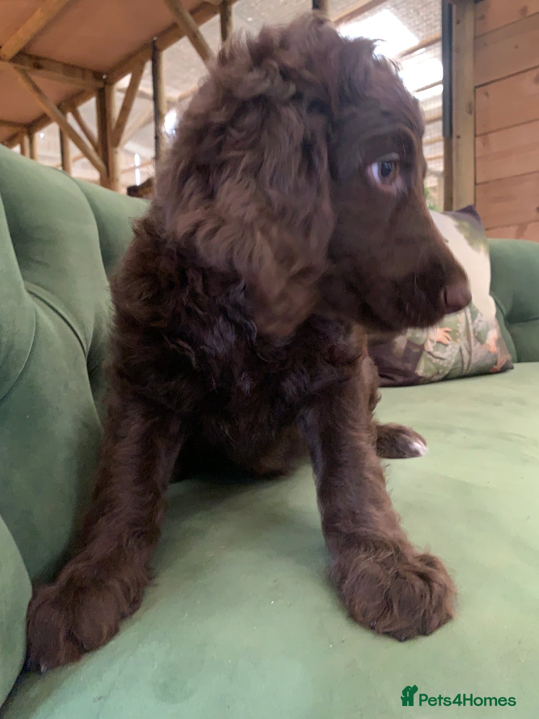 Bernedoodle dogs for sale: Standard Bernedoodle Girls Available  - Image 6