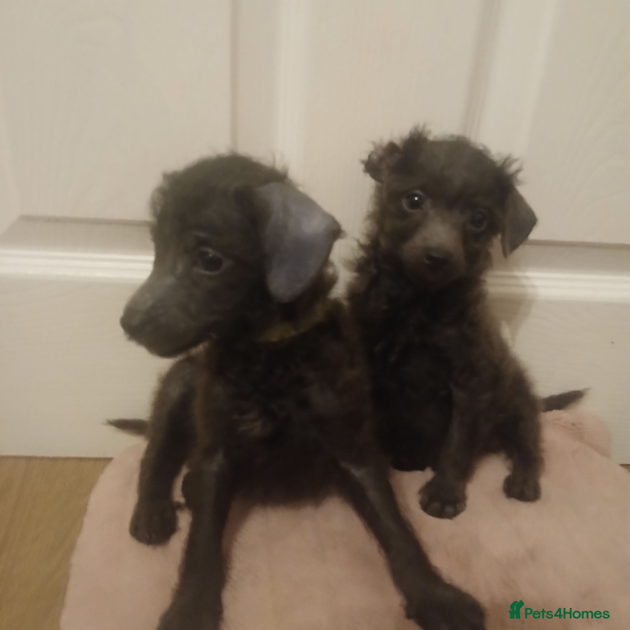 Toy Poodle dogs 🩶New videos 🩷pics added 🩶 - Advert 1