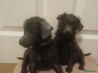 Toy Poodle dogs 🩶New videos 🩷pics added 🩶 - Advert 1