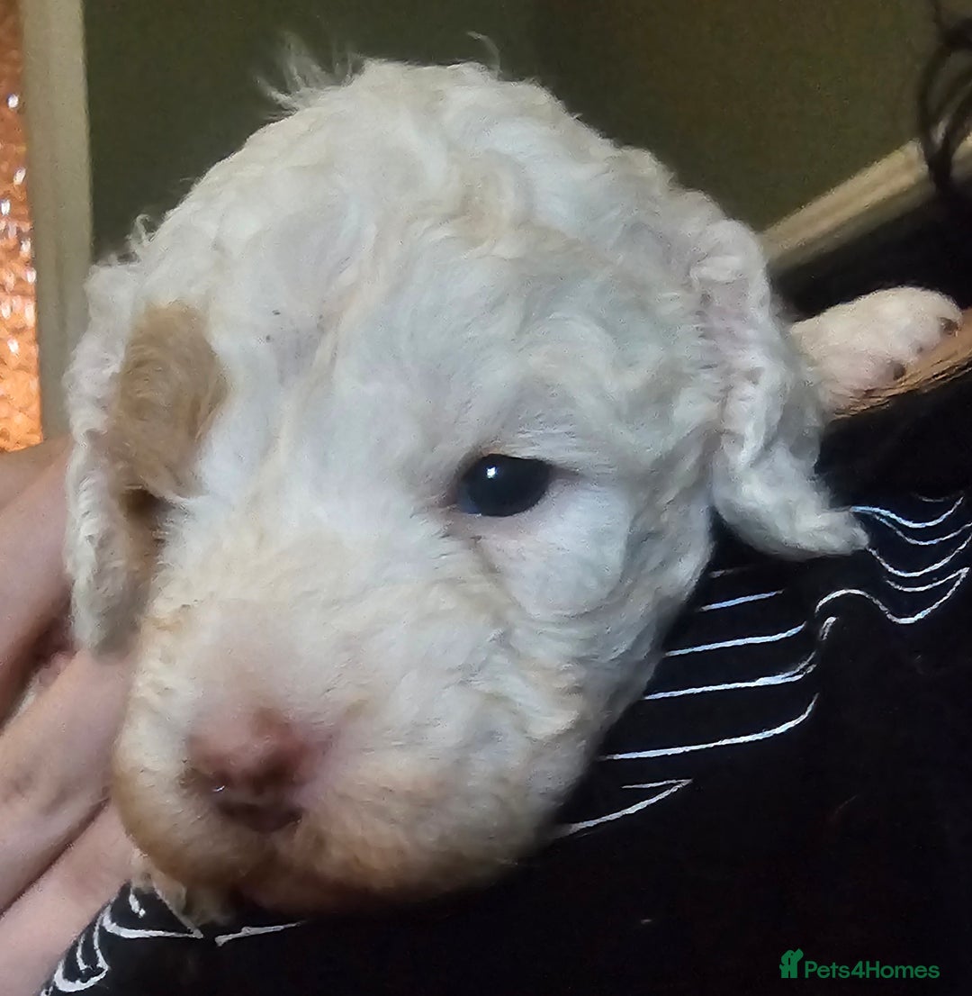 Cockapoo dogs for sale: Only two puppies left! Ready to go 9th December! - Advert 15