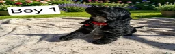 Cocker Spaniel dogs for sale: Beautiful Show Cocker Spaniel Puppies  - Advert 8