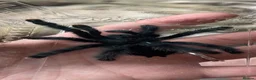 Tarantulas invertebrates for sale: Avicularia Avicularia / Guyana pink toe in Paignton - Advert 2