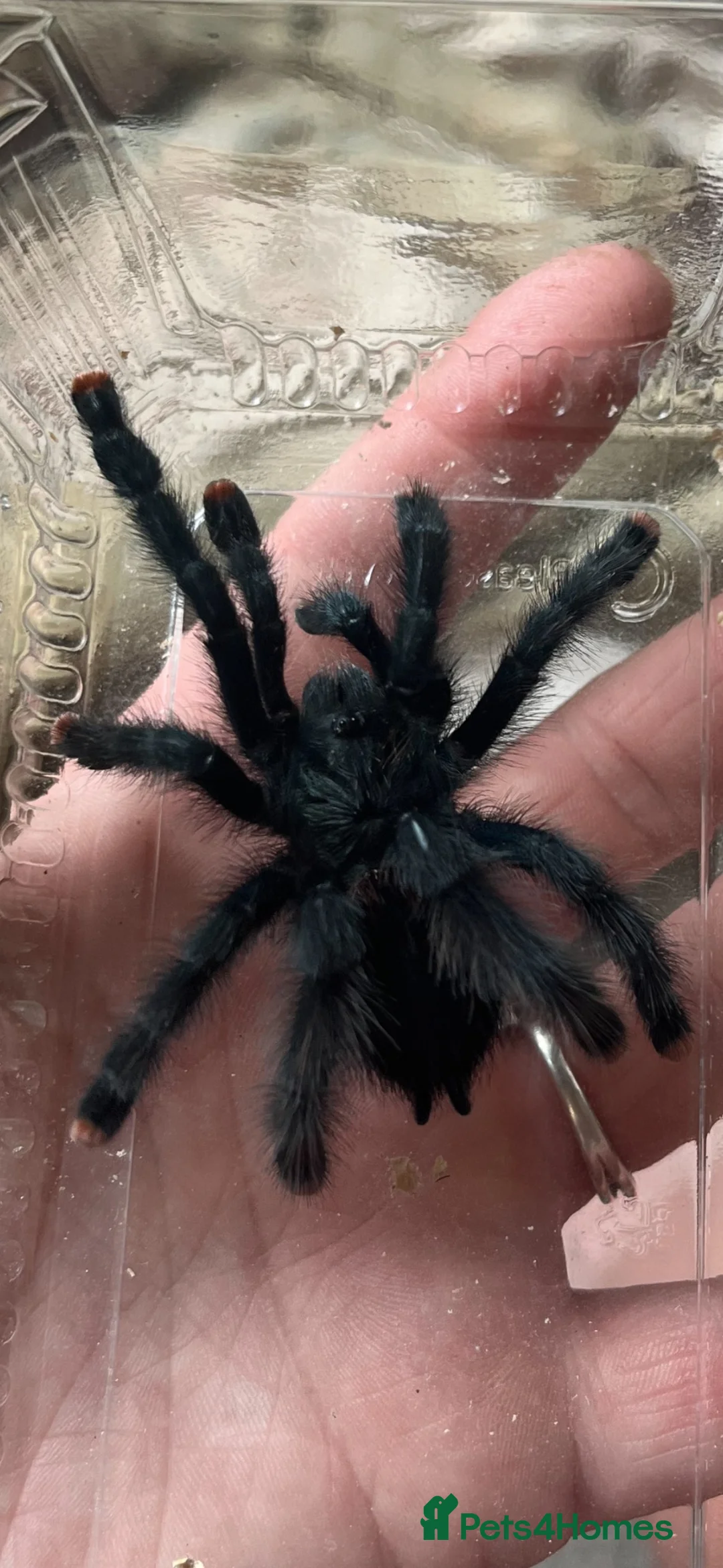 Tarantulas invertebrates for sale: Avicularia Avicularia / Guyana pink toe in Paignton - Advert 2