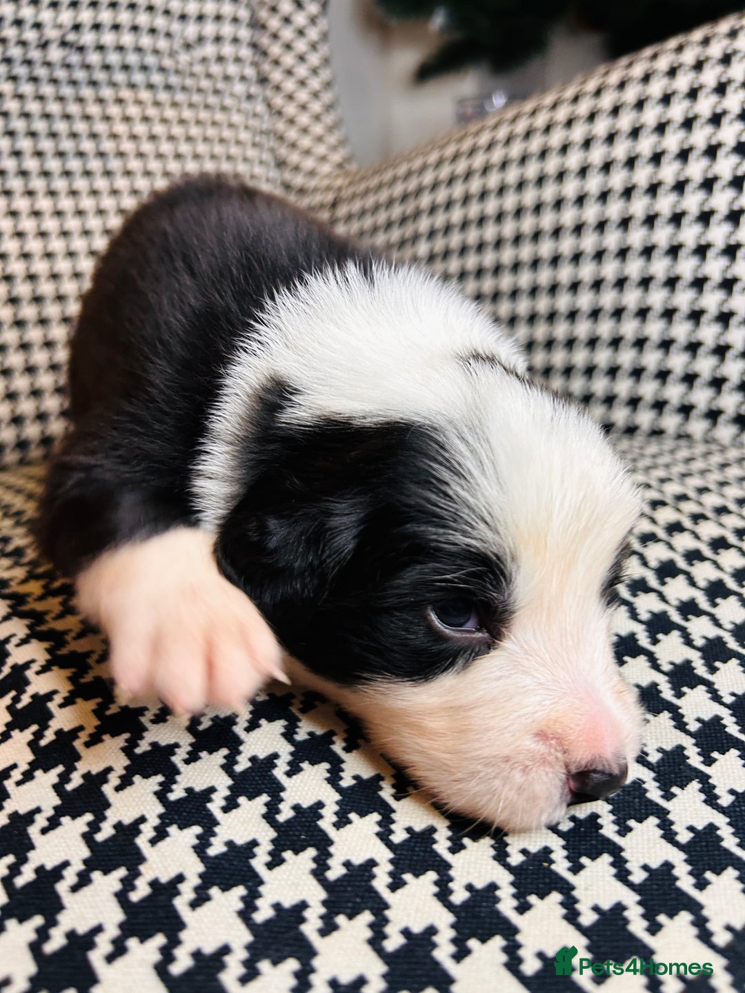 Border Collie dogs for sale: ❗️5⭐️ KC DNA tested champions LAST❗️border collie  - Advert 35