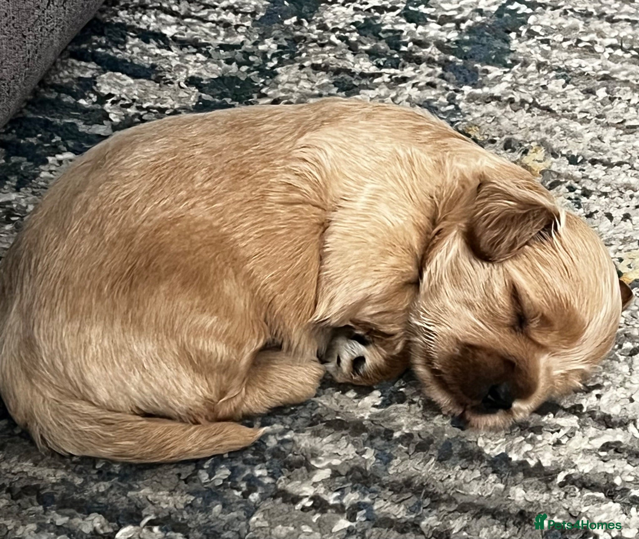 Mixed Breed dogs Shihchon male - Advert 18