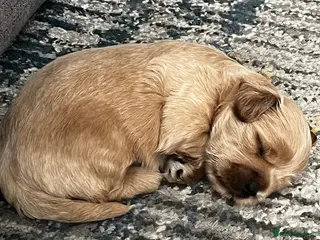 Mixed Breed dogs Shihchon male - Advert 18