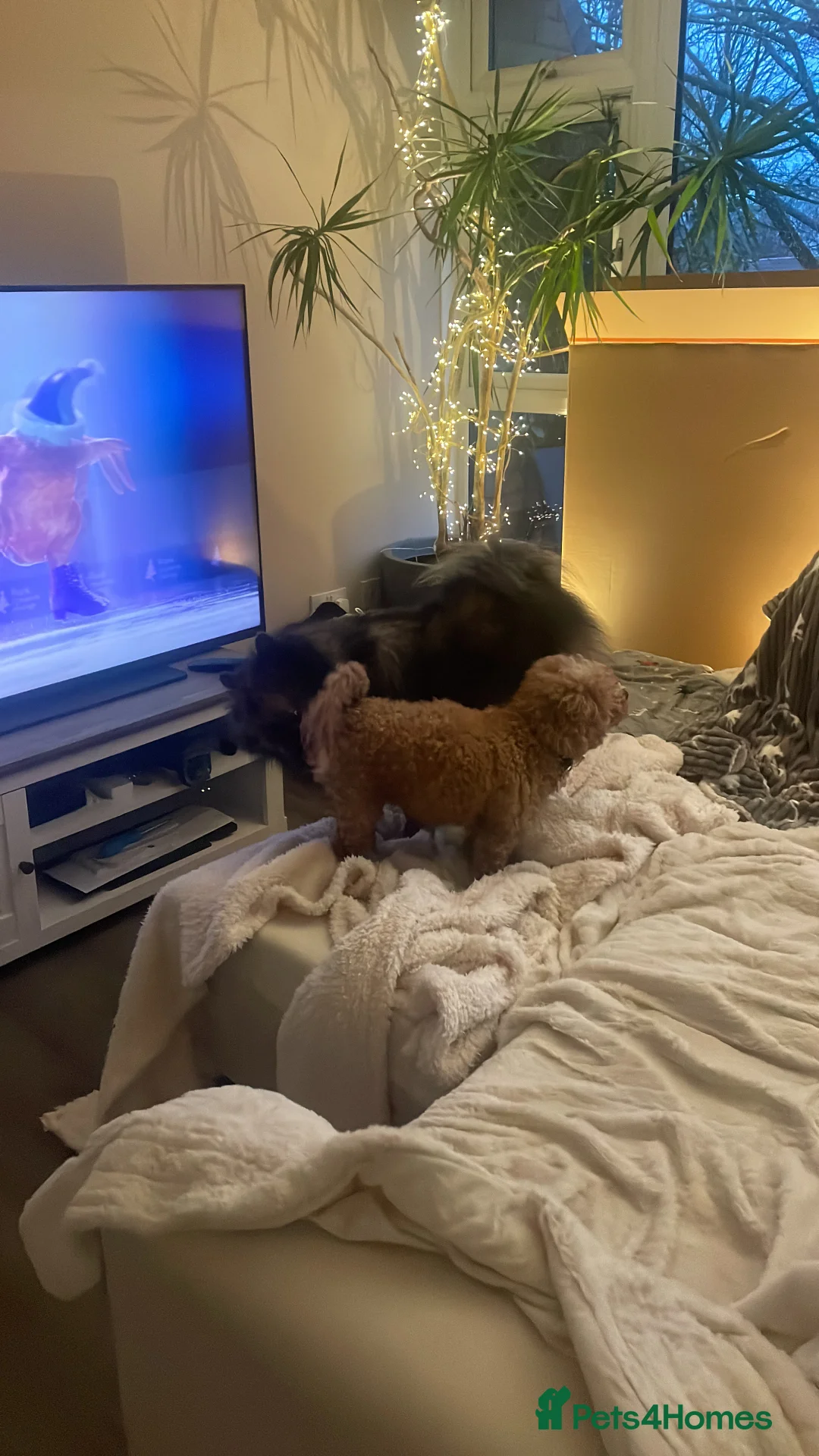 Pomapoo dogs for sale: Wolf sable pomapoos - Advert 3