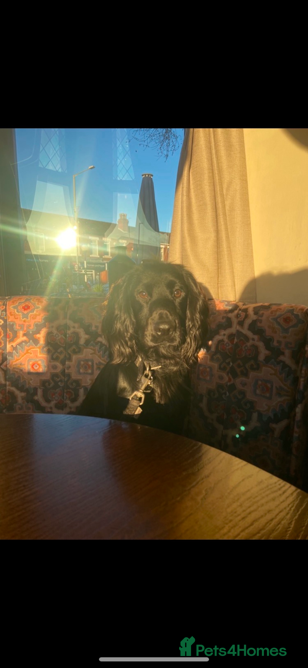 Cocker Spaniel dogs for sale: 10 Gorgeous KC Cocker Spaniel Puppies - Image 14