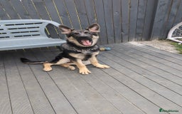 German Shepherd dogs for sale: German shepherd puppy  - Image 3