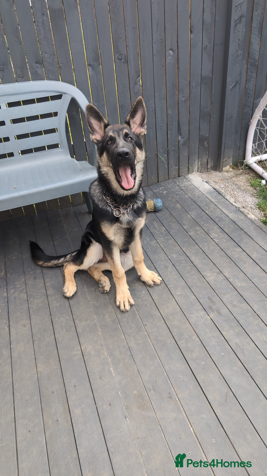 German Shepherd dogs for sale: German shepherd puppy  - Image 3