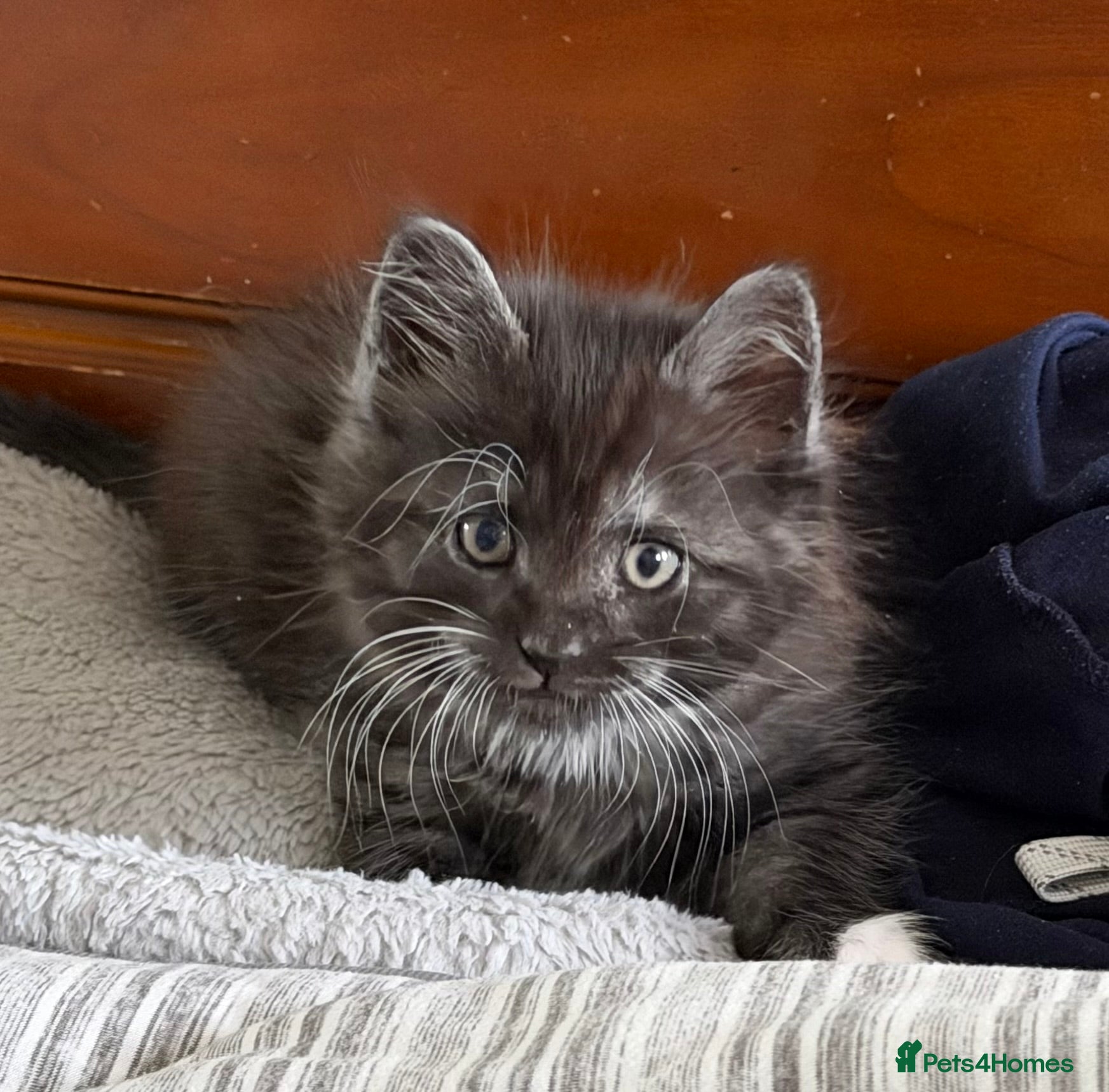 Mixed Breed cats 3 Beautiful Kittens! Ready to Leave 21 May! - Advert 7