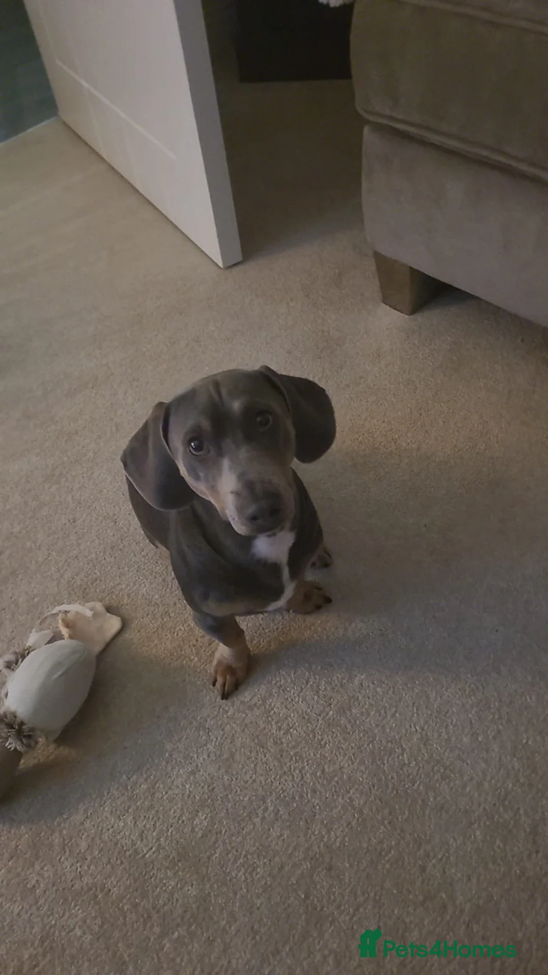 Dachshund dogs for stud: Dachshund Blue Stud 2y - Advert 3