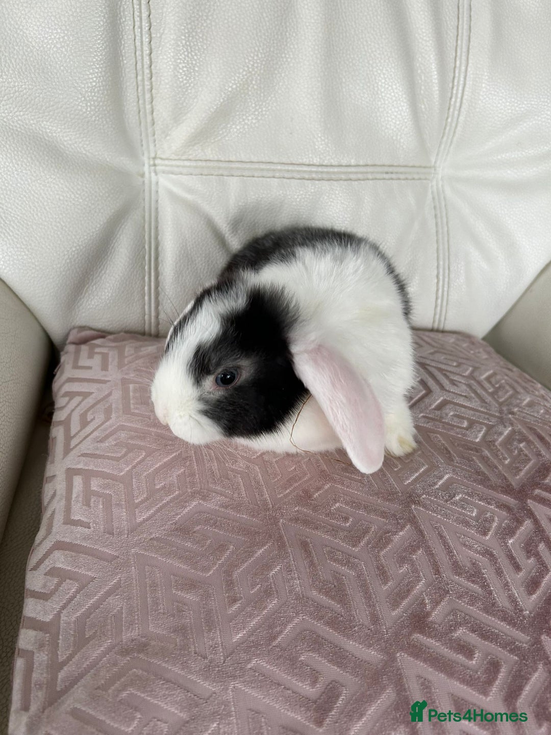 Mini Lop rabbits for sale: Cuddle beautiful mini lop bunnies  - Advert 1
